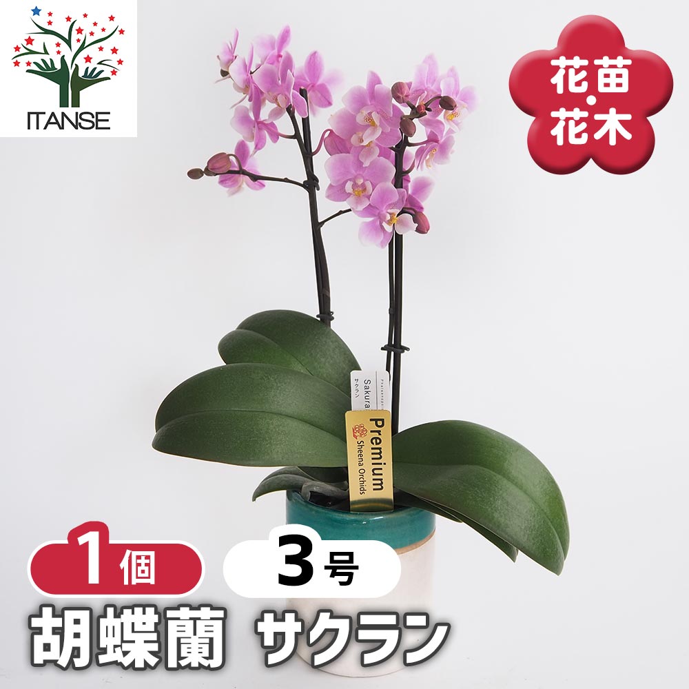 フランス　ジャルディニエール　花入れ　サクランボ フランス ジャルディニエール 花入れ サクランボ