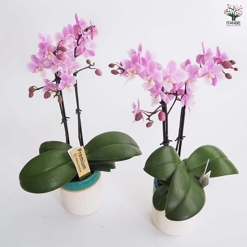 新作入荷，SALE ☆胡蝶蘭☆ファレノプシス☆ミディー☆蘭工房☆訳あり