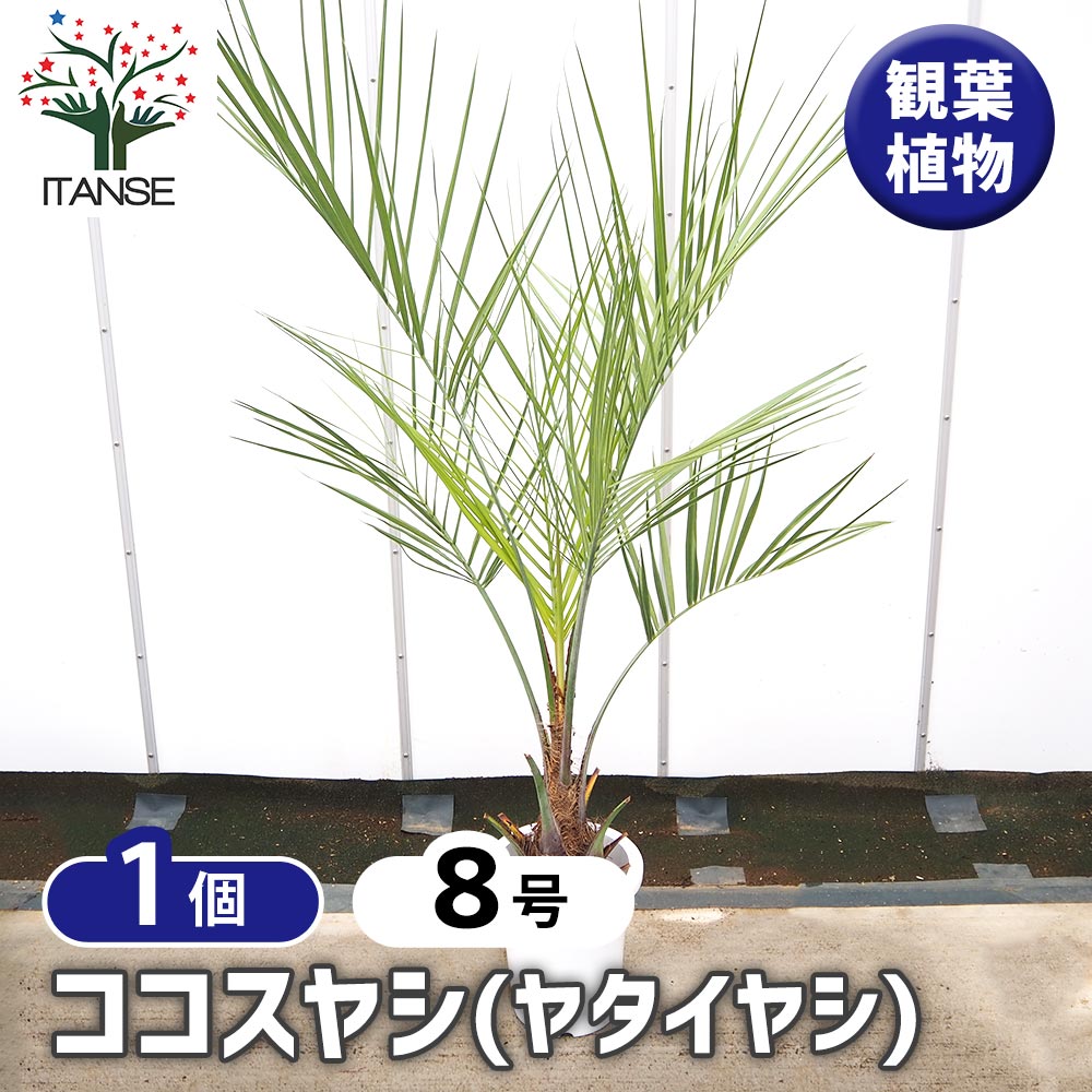 ◆ココスヤシ◆ ココスヤシ(ヤタイヤシ) 【観葉植物 8号／1個売り】｜ 【植物の