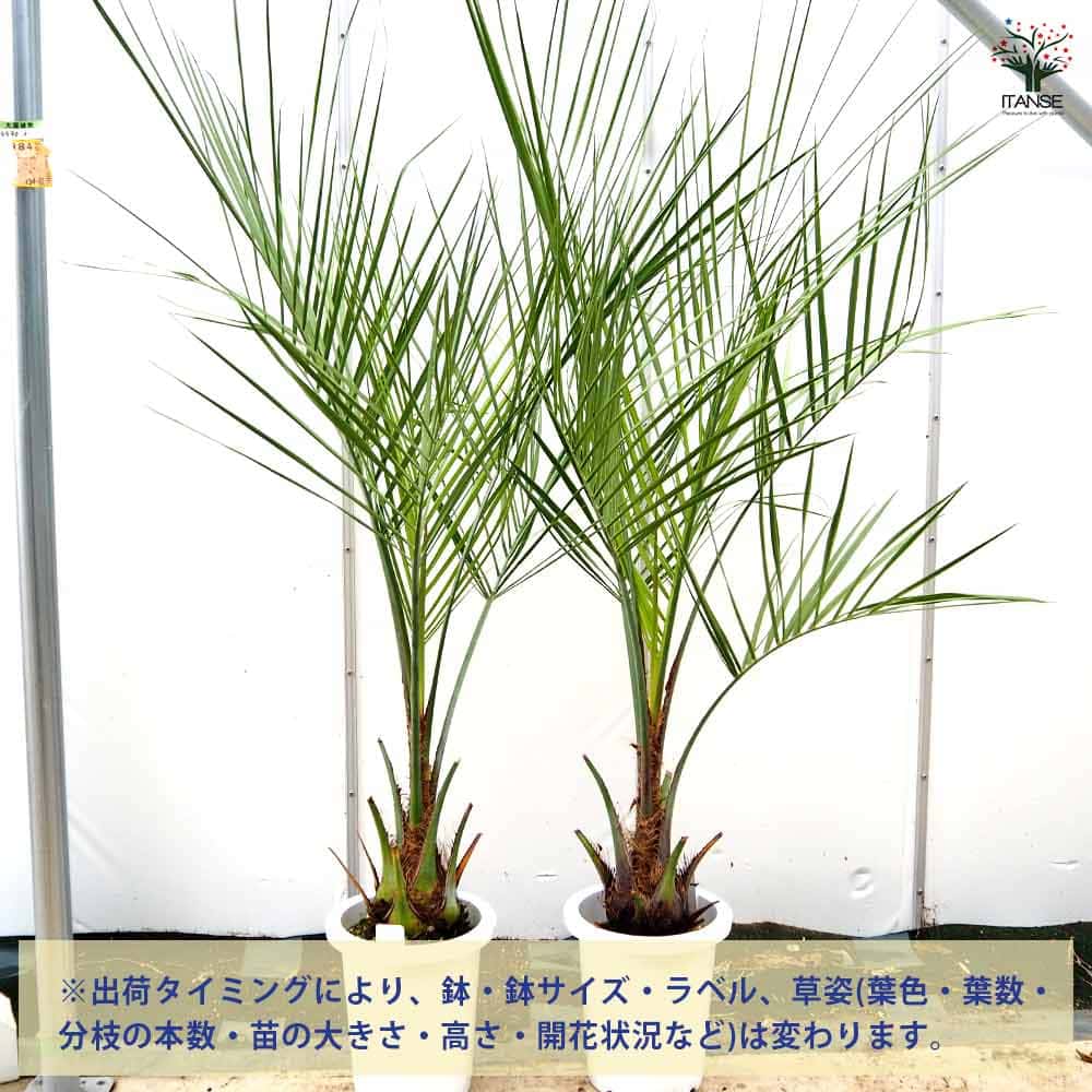 【現品】子株付き　ちょうどいいサイズ　ココスヤシ　ヤタイヤシ 現品】子株付き ちょうどいいサイズ ココスヤシ ヤタイヤシ