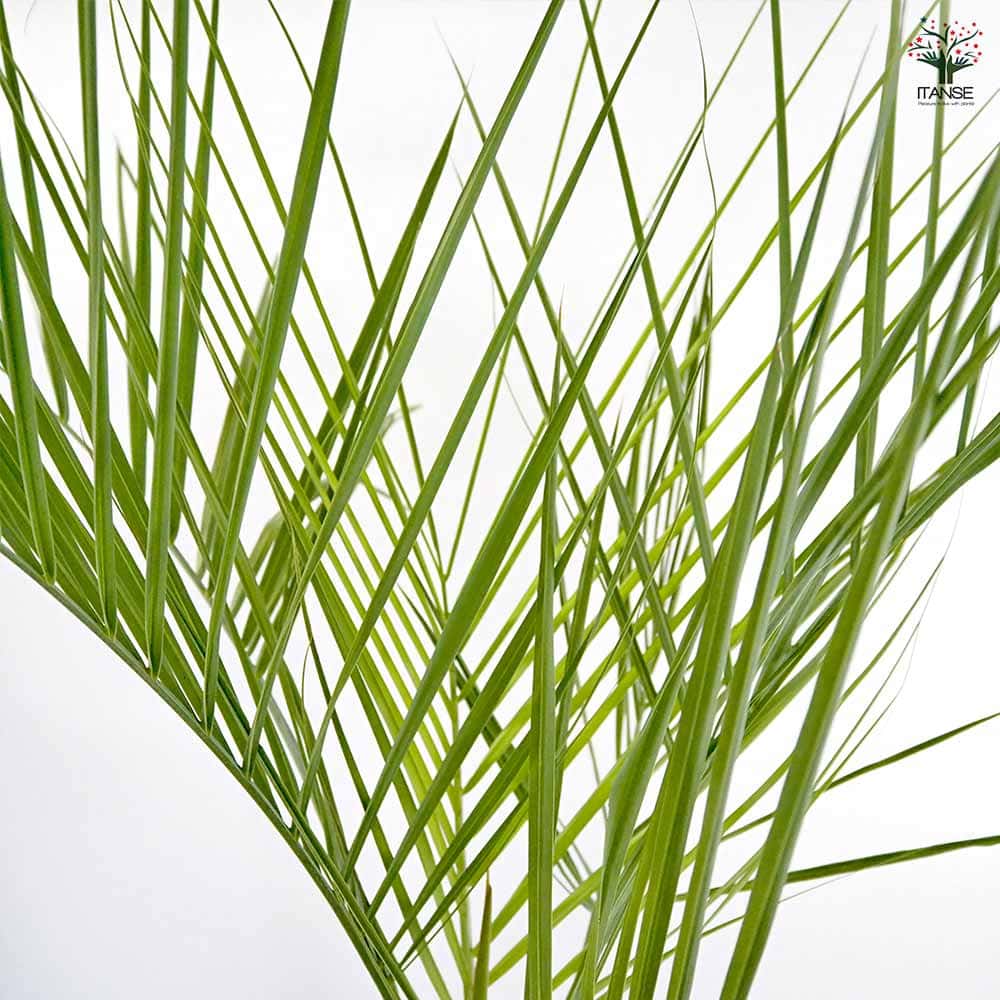 【現品】子株付き　ちょうどいいサイズ　ココスヤシ　ヤタイヤシ 現品】子株付き ちょうどいいサイズ ココスヤシ ヤタイヤシ