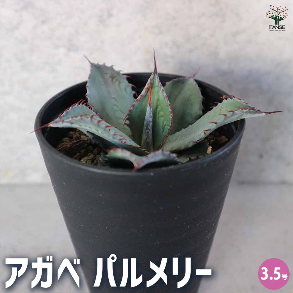 アガベ パルメリー 【多肉植物 3.5号／1個売り】｜ 【植物の