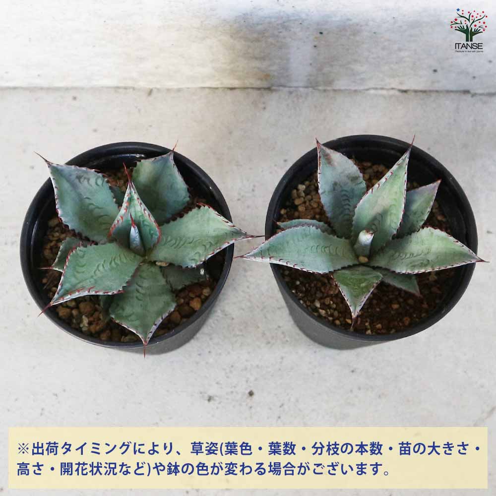 アガベ パルメリー 【多肉植物 3.5号／1個売り】｜ 【植物の