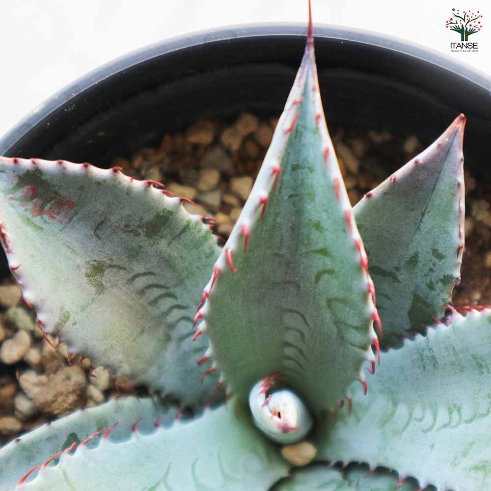 アガベ パルメリー 【多肉植物 3.5号／1個売り】｜ 【植物の