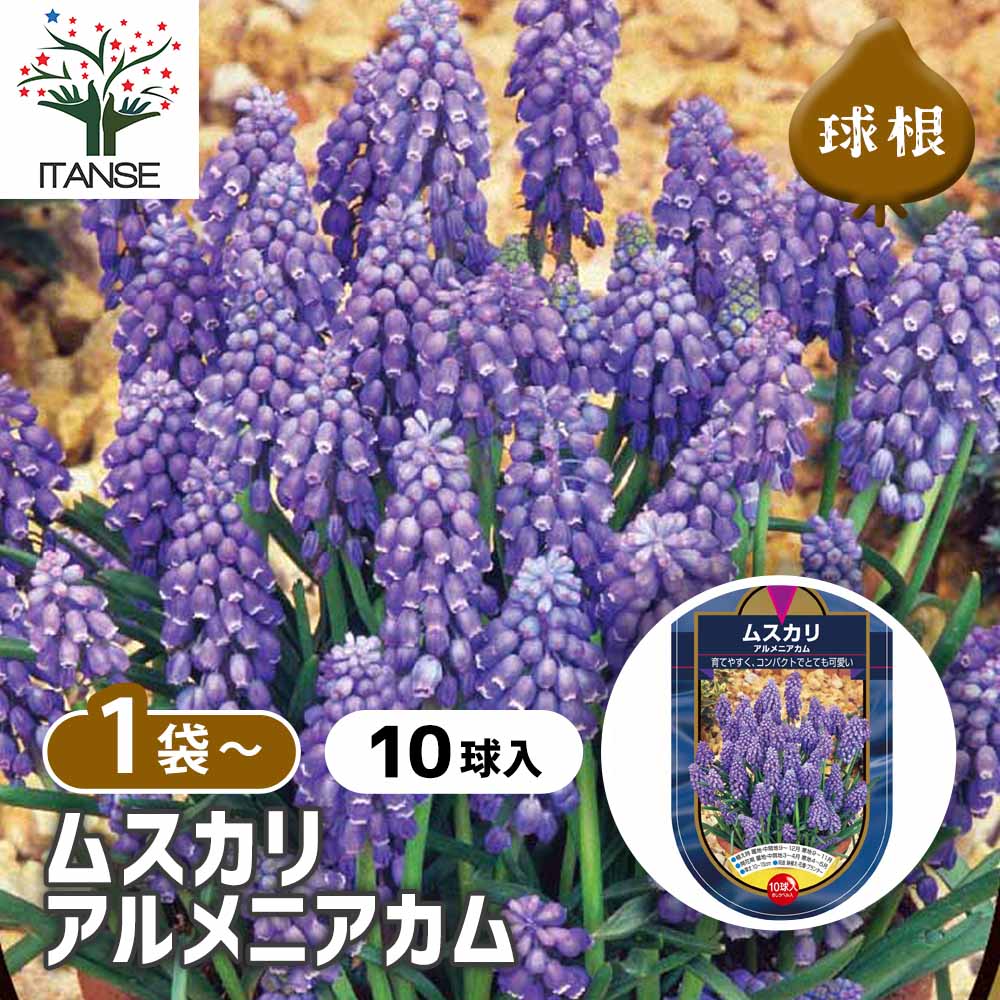 ムスカリ アルメニアカム