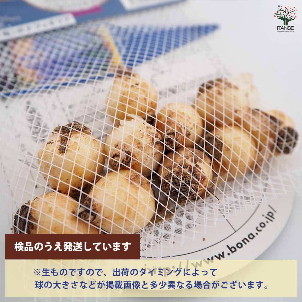 ムスカリ アルメニアカム 【花球根 10球】