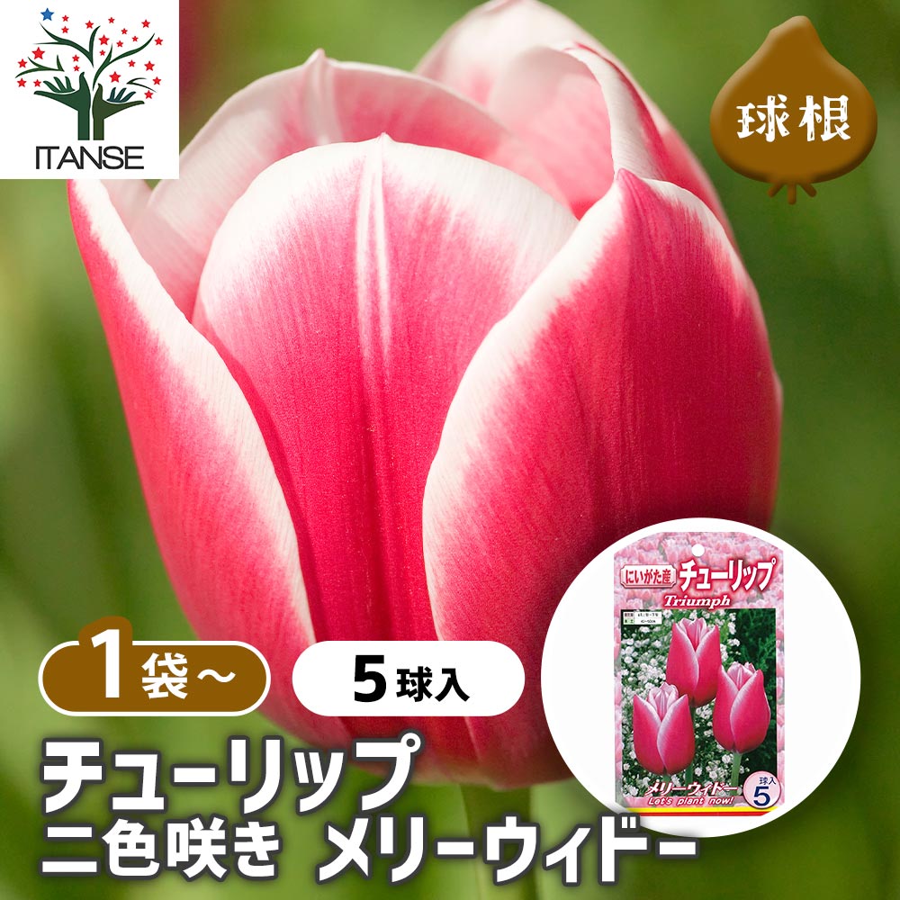 チューリップ 二色咲き メリーウィドー