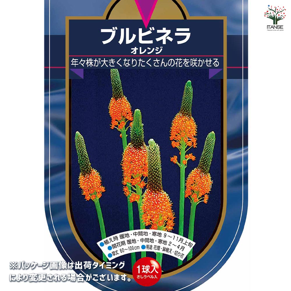花球根 ブルビネラ オレンジ 【花球根 1球】
