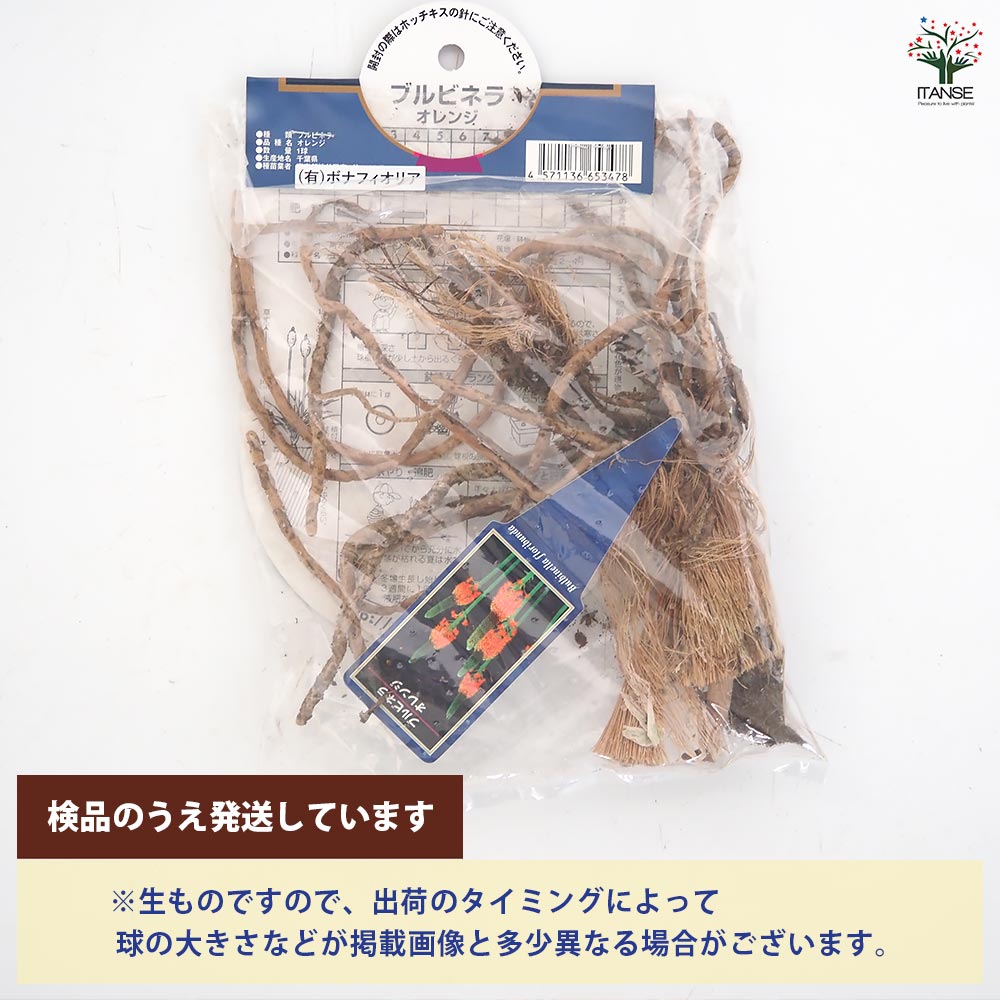 花球根 ブルビネラ オレンジ 【花球根 1球】