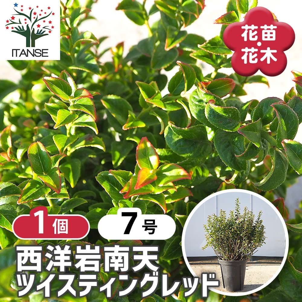 西洋岩南天 ツイスティングレッド 【花木苗 7号／1個売り】｜ 【植物の