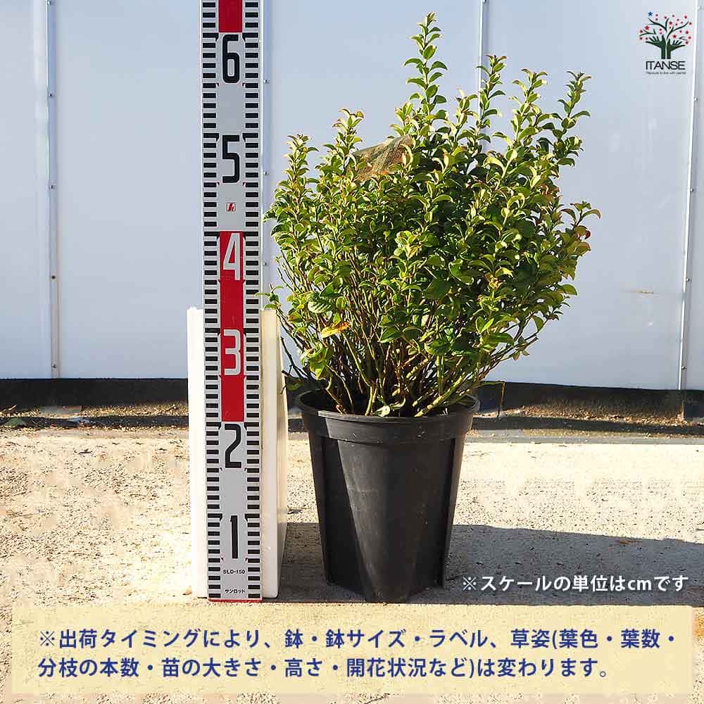 西洋岩南天 ツイスティングレッド 【花木苗 7号／1個売り】｜ 【植物の