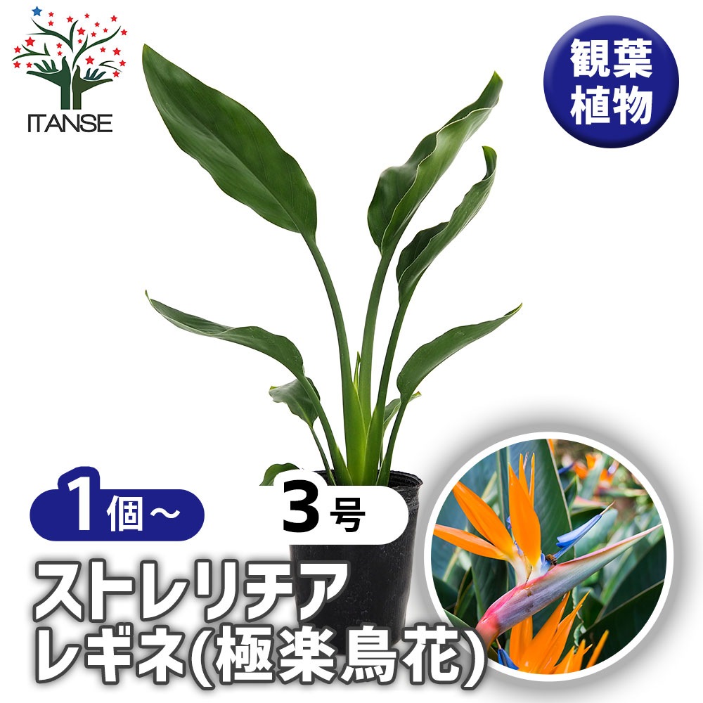 ストレリチア レギネ(極楽鳥花) 【観葉植物 3号】｜ 【植物の