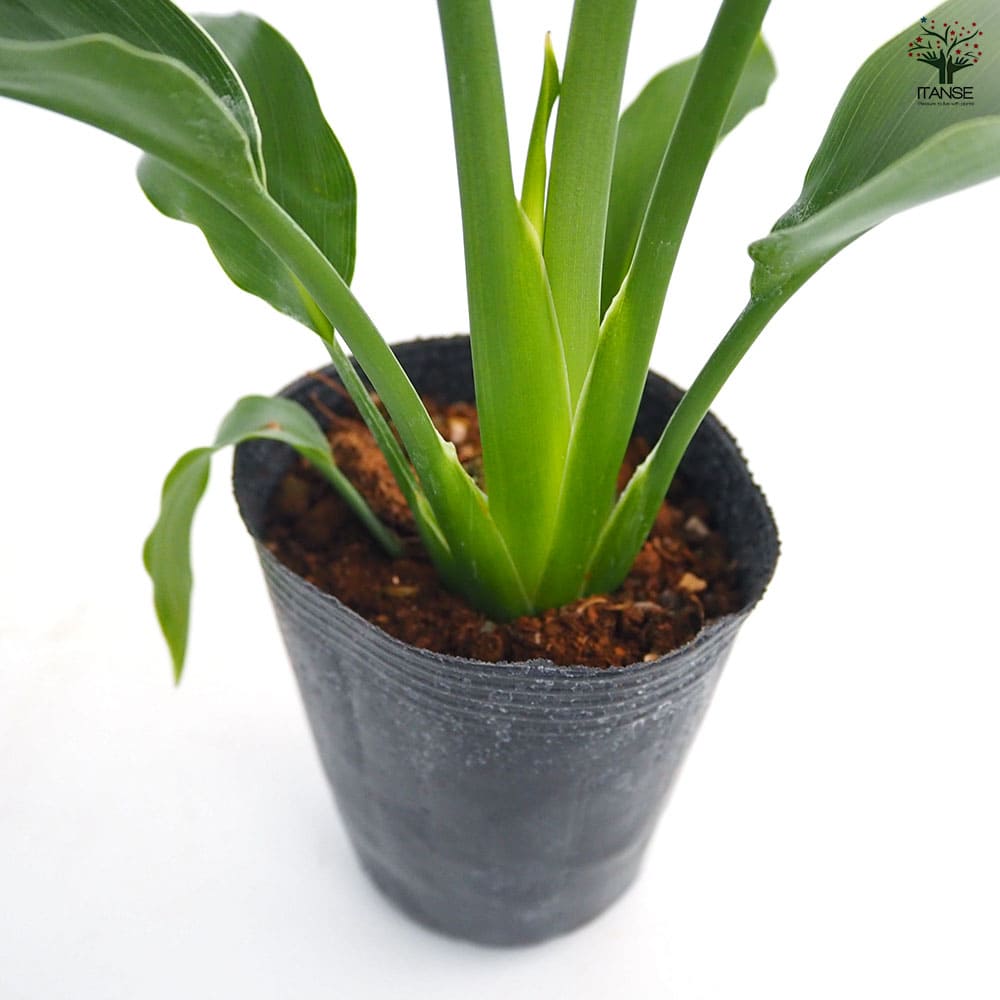 ストレリチア レギネ(極楽鳥花) 【観葉植物 3号】｜ 【植物の