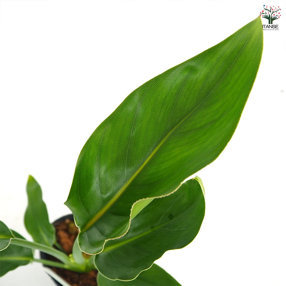 ストレリチア レギネ(極楽鳥花) 【観葉植物 3号】｜ 【植物の