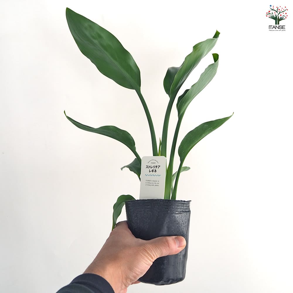 ストレリチア レギネ(極楽鳥花) 【観葉植物 3号】｜ 【植物の