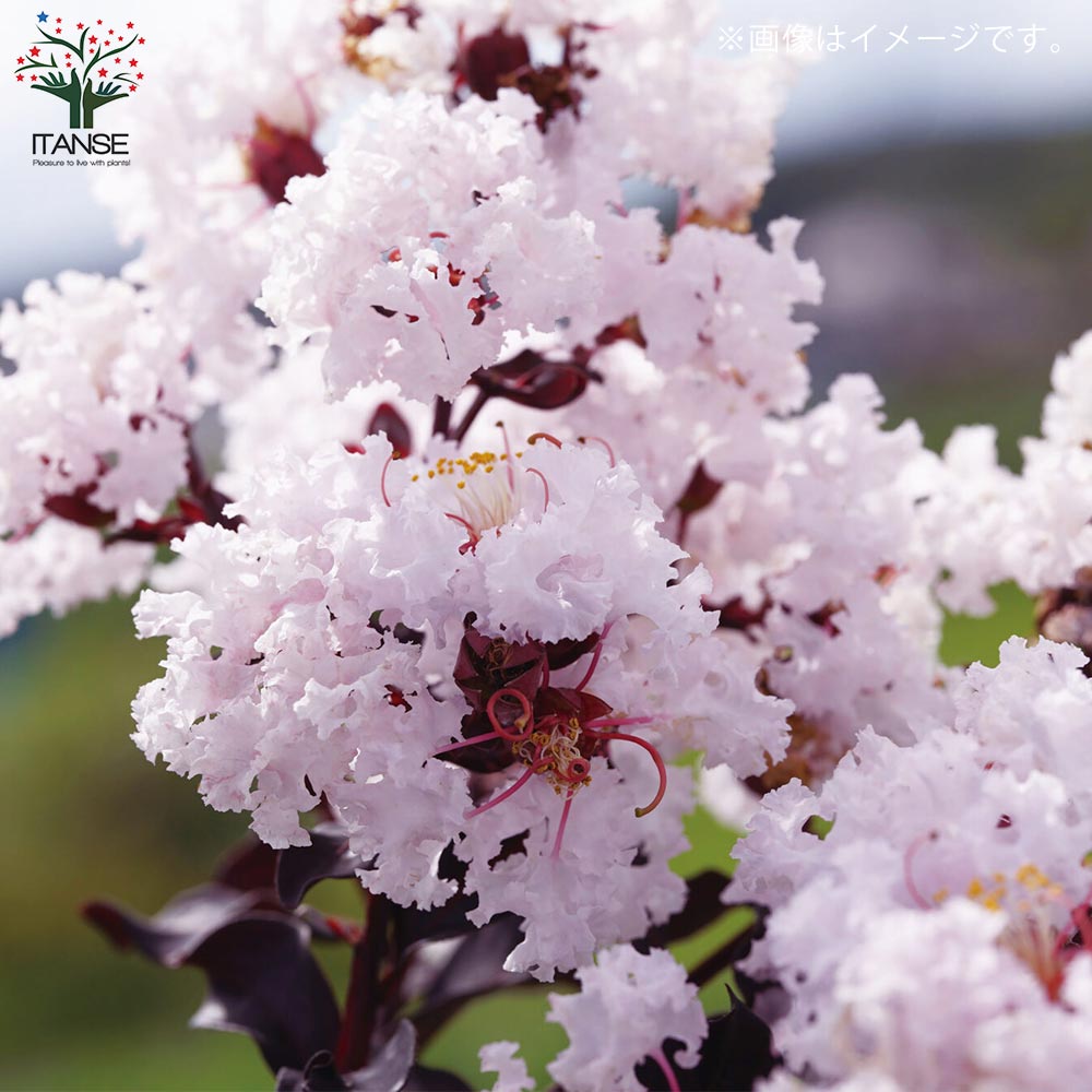 サルスベリ ライトピンク【庭木 5号ポット／1個売り】｜ 【植物の