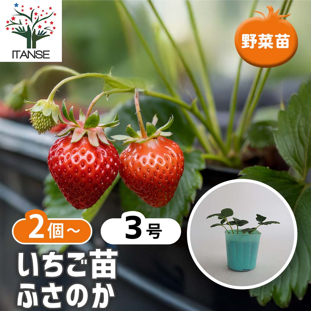 いちごの苗 ふさのか2個～ 【野菜の苗 3号】｜ 【植物のITANSE
