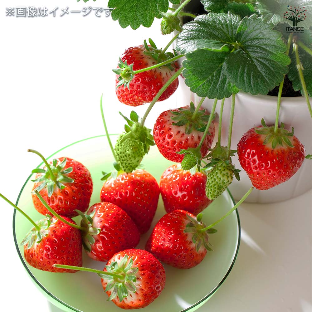いちごの苗 ふさのか2個～ 【野菜の苗 3号】｜ 【植物のITANSE