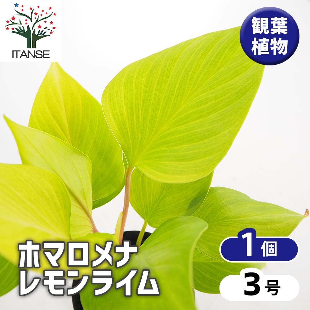 ホマロメナ レモンライム 【観葉植物 3号／1個売り】｜ 【植物の