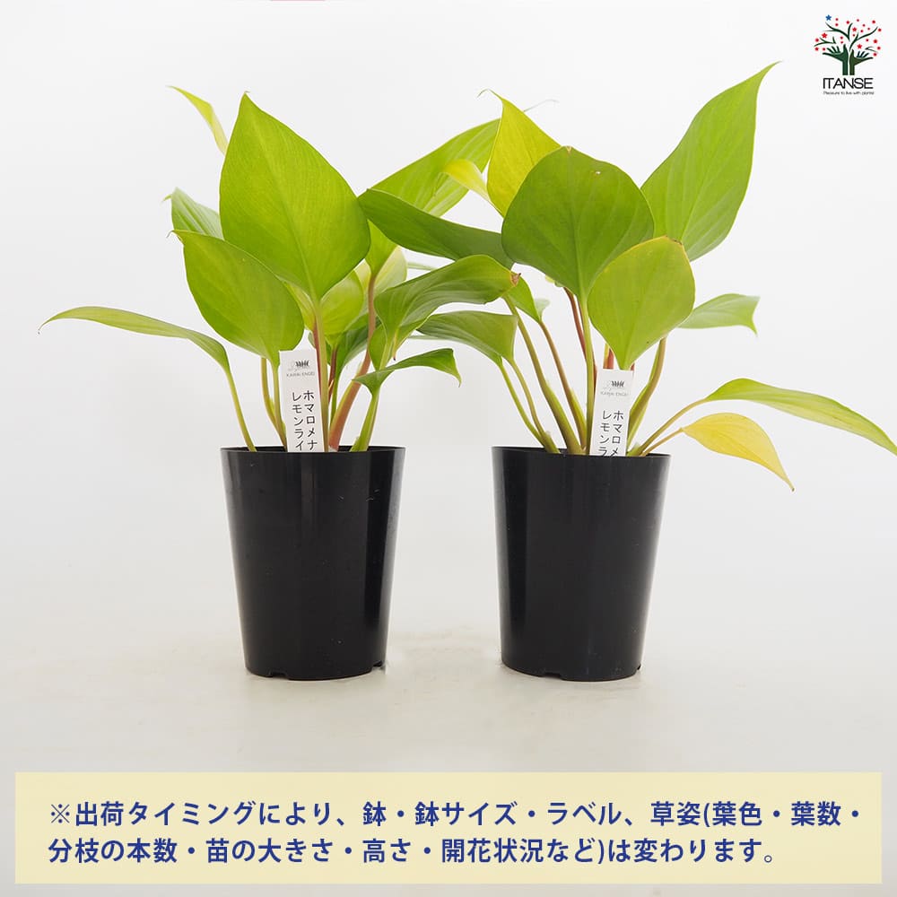ホマロメナ レモンライム 【観葉植物 3号／1個売り】｜ 【植物の