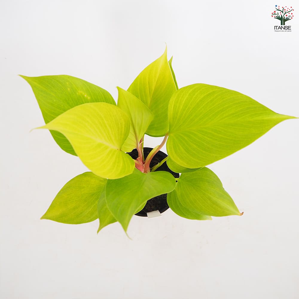ホマロメナ レモンライム 【観葉植物 3号／1個売り】｜ 【植物の
