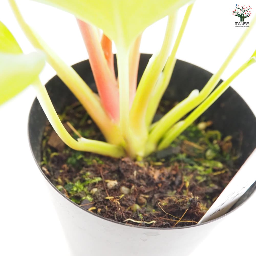 ホマロメナ レモンライム 【観葉植物 3号／1個売り】｜ 【植物の