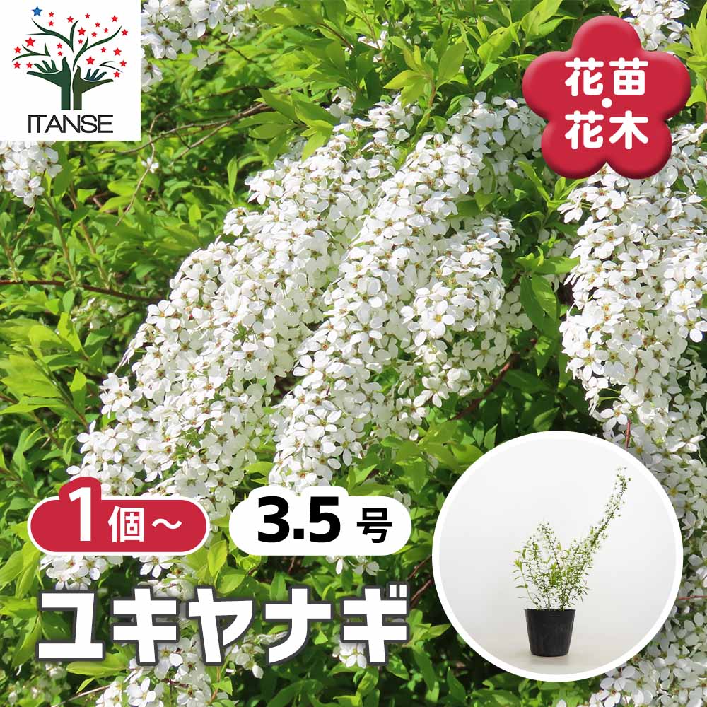 ユキヤナギ 【花木苗 3.5号】｜ 【植物のITANSE】全品送料無料