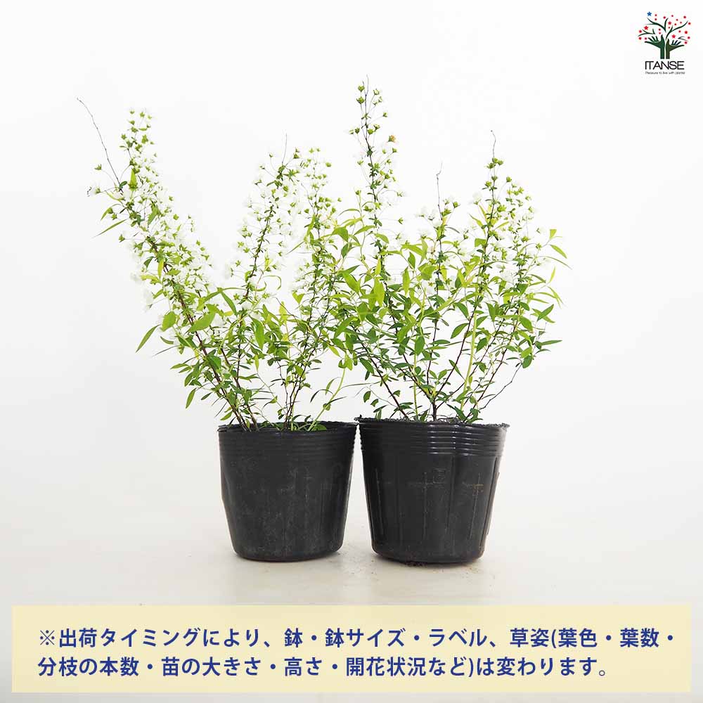 ユキヤナギ 【花木苗 3.5号】｜ 【植物のITANSE】全品送料無料
