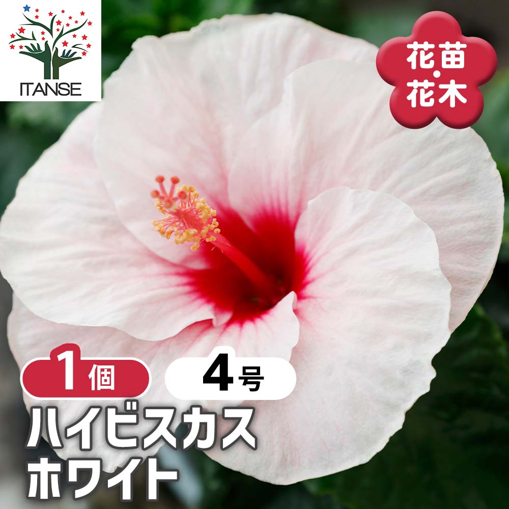 ハイビスカス ホワイト 【花木苗 4号／1個売り】｜ 【植物の