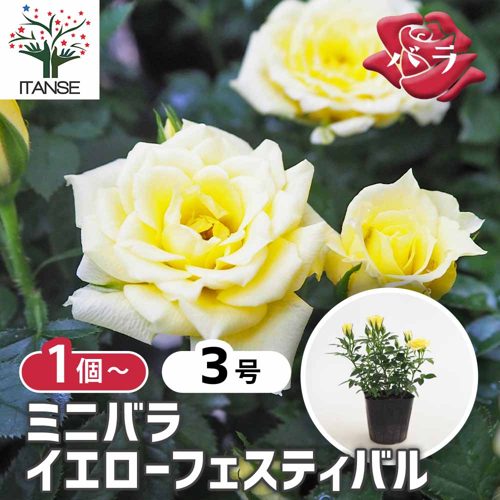 バラ売り可   8箱8,000円  EXTRA DISTANCE ｲｴﾛｰ 送料無料】ミニバラ鉢植え エコロ・サークル | ミニバラギフト