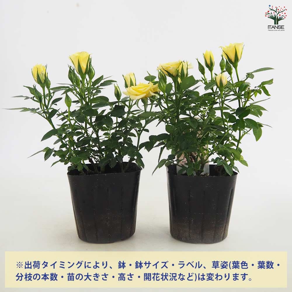 バラ売り可   8箱8,000円  EXTRA DISTANCE ｲｴﾛｰ 楽天市場】【まもなく締め切り】 予約販売 ミニバラ イエロー
