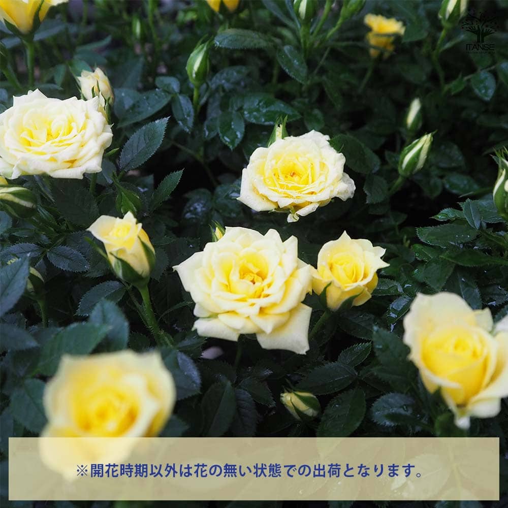 ミニ薔薇 イエローフェスティバル 【花木苗 3号】｜ 【植物の