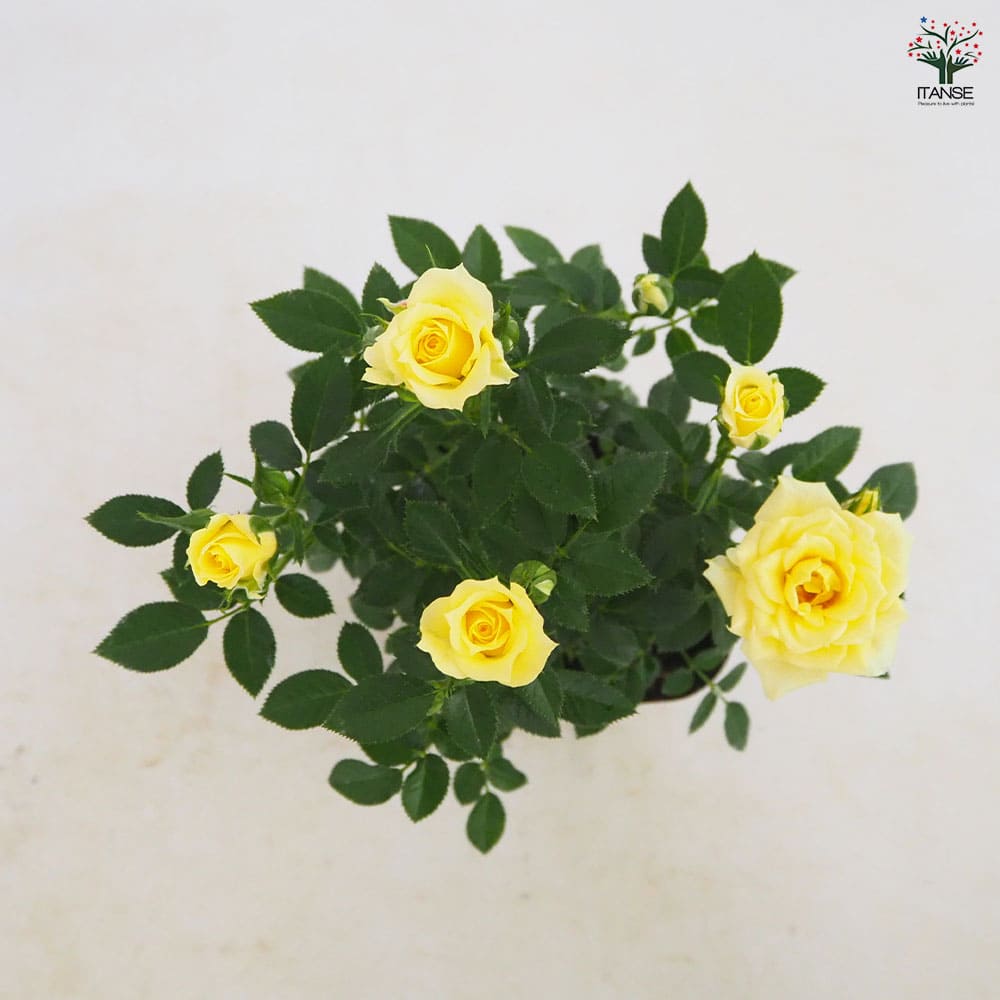 花薔薇のレースの卓上パーテーションミニ3連 花薔薇のレースの卓上パーテーションミニ3連 - メルカリ