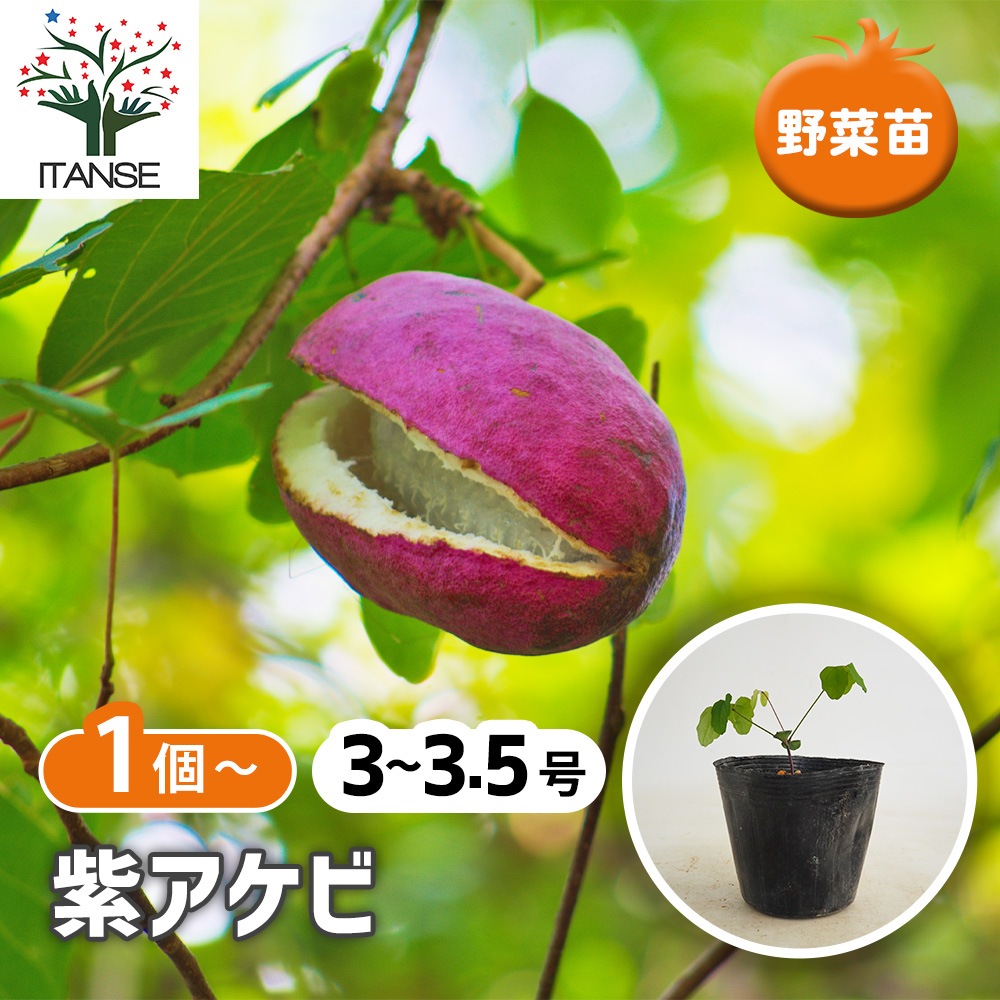 紫アケビ 【果樹の苗 3～3.5号】｜ 【植物のITANSE】全品送料