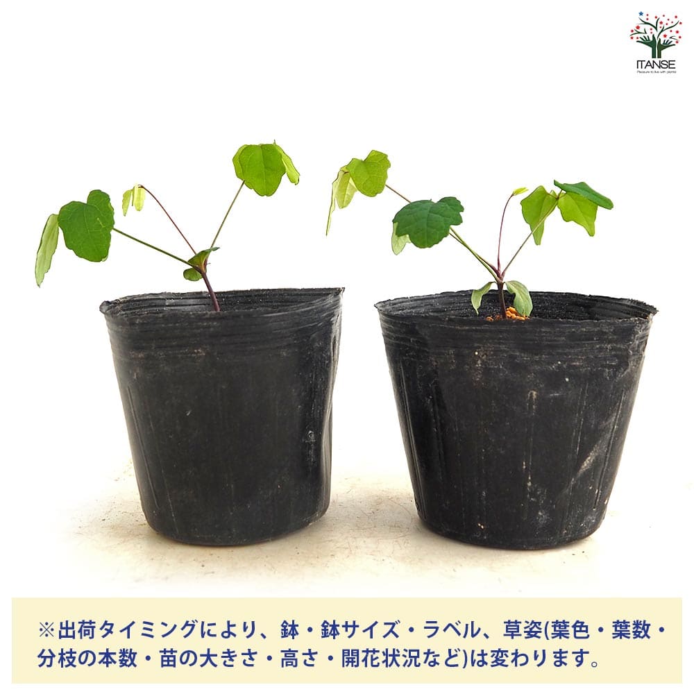 アケビのす 紫アケビ 【果樹の苗 3～3.5号】｜ 【植物のITANSE】全品送料
