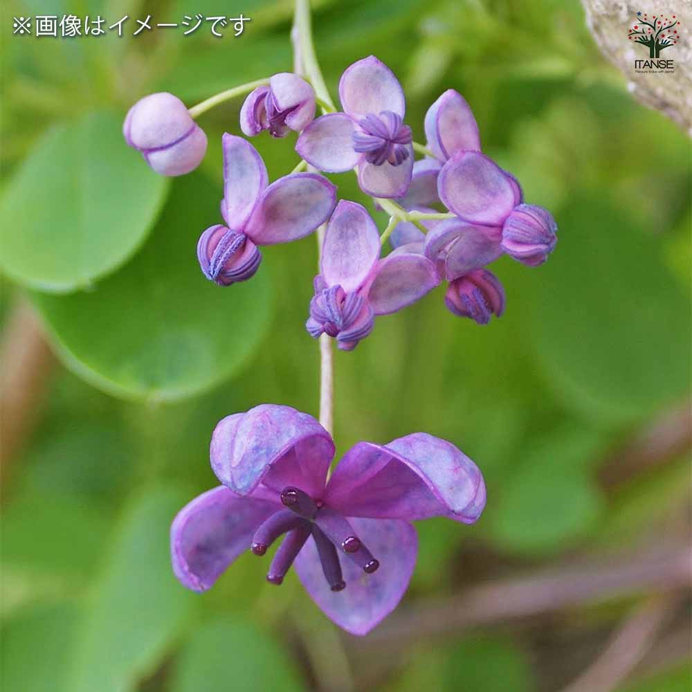 紫アケビ 【果樹の苗 3～3.5号】｜ 【植物のITANSE】全品送料