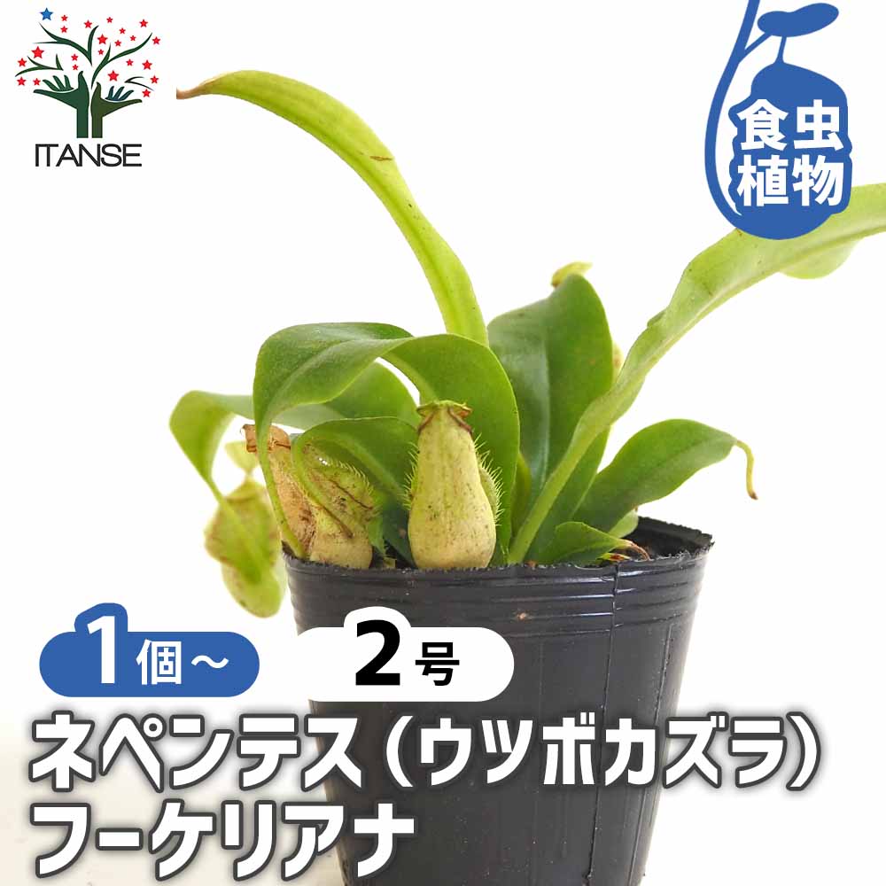 食虫植物 ウツボカズラ (ネペンテス) フーケリアナ 【観葉植物 2号