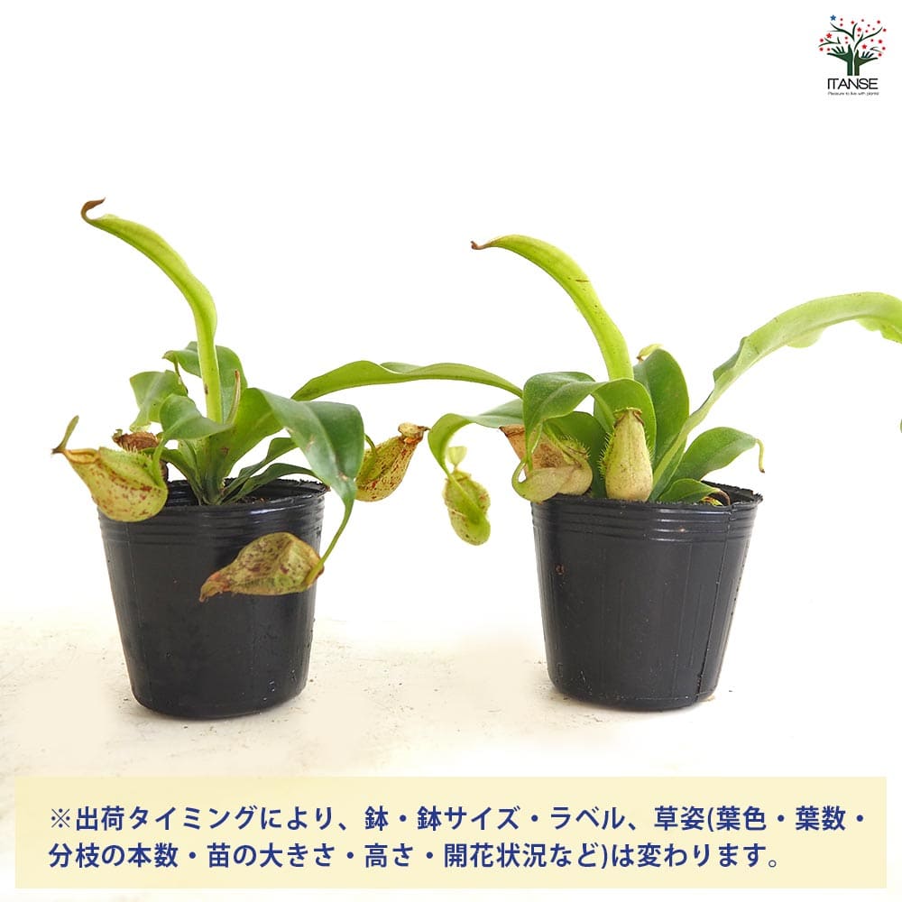 食虫植物 ウツボカズラ (ネペンテス) フーケリアナ 【観葉植物 2号