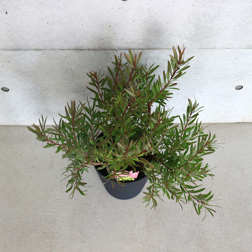 リューカデンドロン・インカゴールド【庭木 8号大苗／1個売り