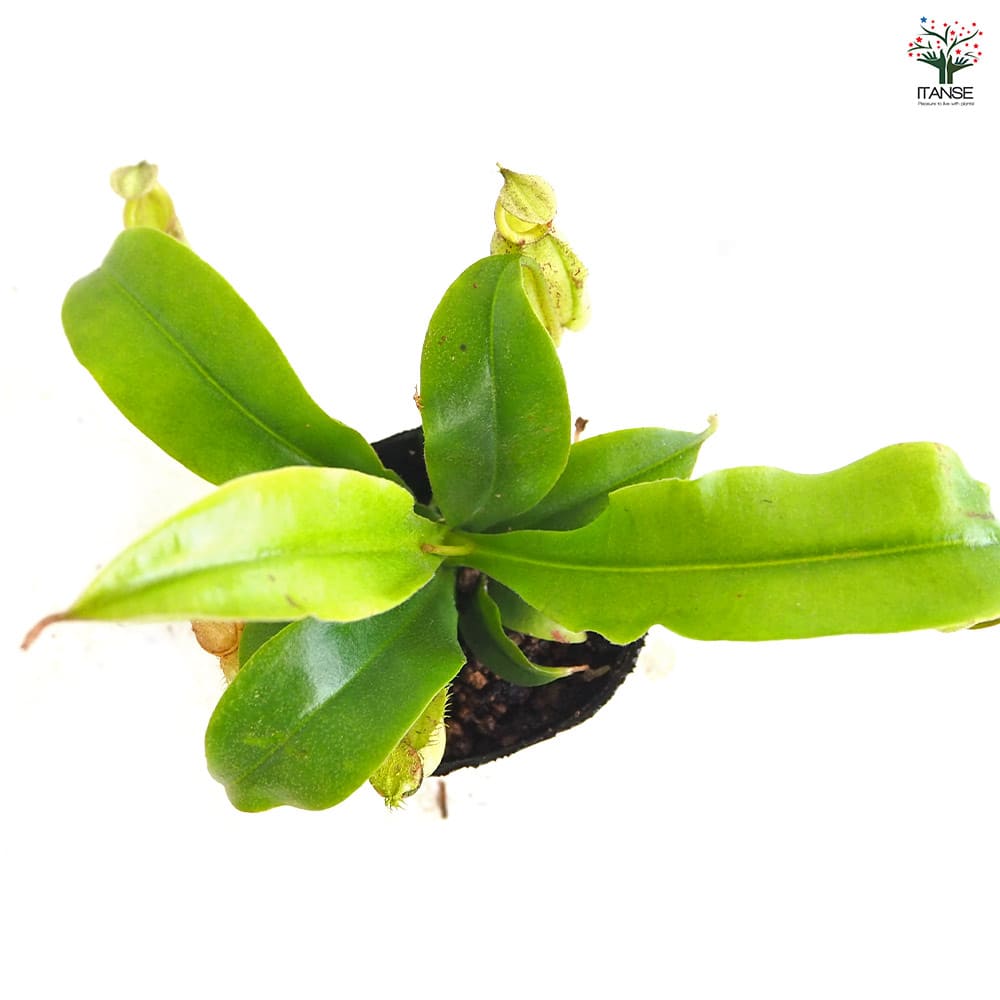 食虫植物 ウツボカズラ (ネペンテス) フーケリアナ 【観葉植物 2号