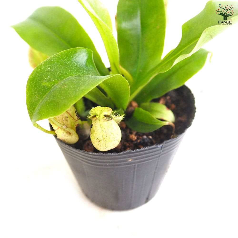 食虫植物 ウツボカズラ (ネペンテス) フーケリアナ 【観葉植物 2号