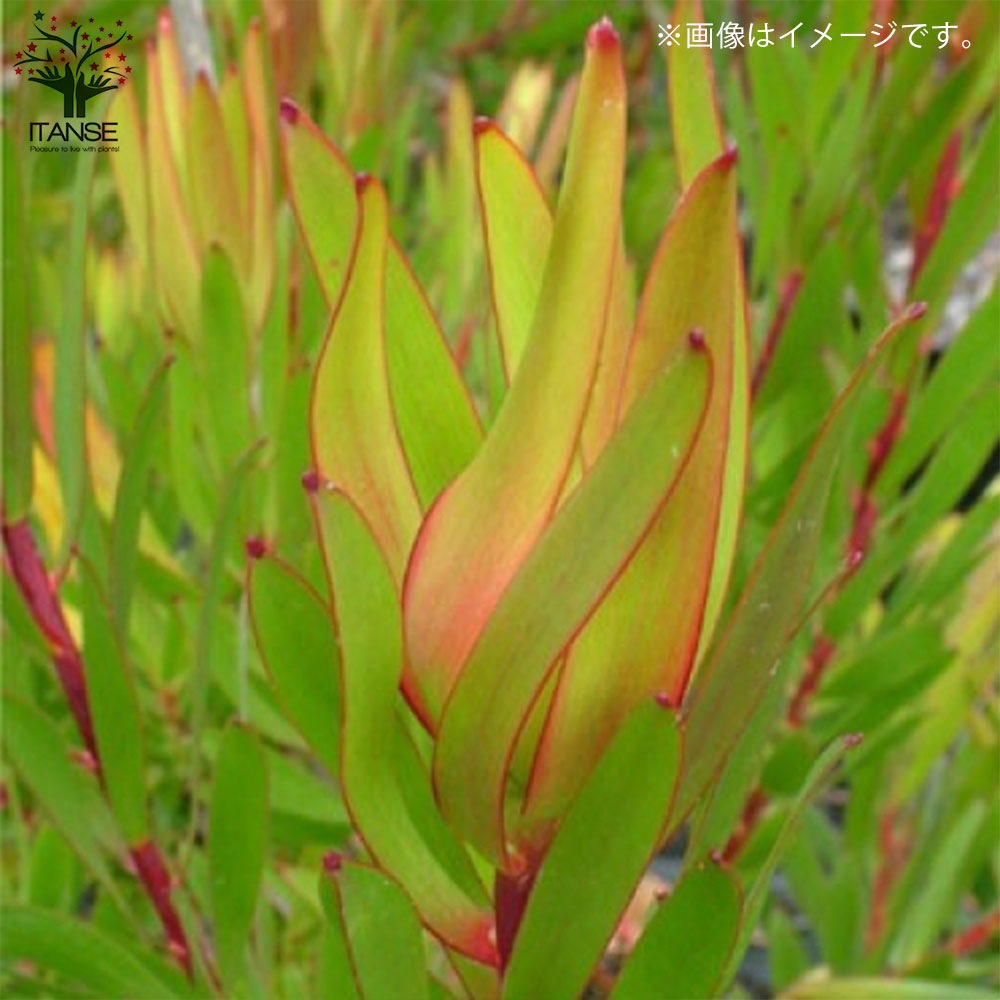 リューカデンドロン・インカゴールド【庭木 8号大苗／1個売り