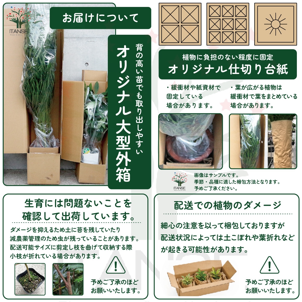 サボテン ギムノカリキウム 刺無牡丹玉石化錦(とげなしぼたんだませっかにしき) 【多肉植物 3号/1個売り】| 【植物のITANSE】全品送料 ...