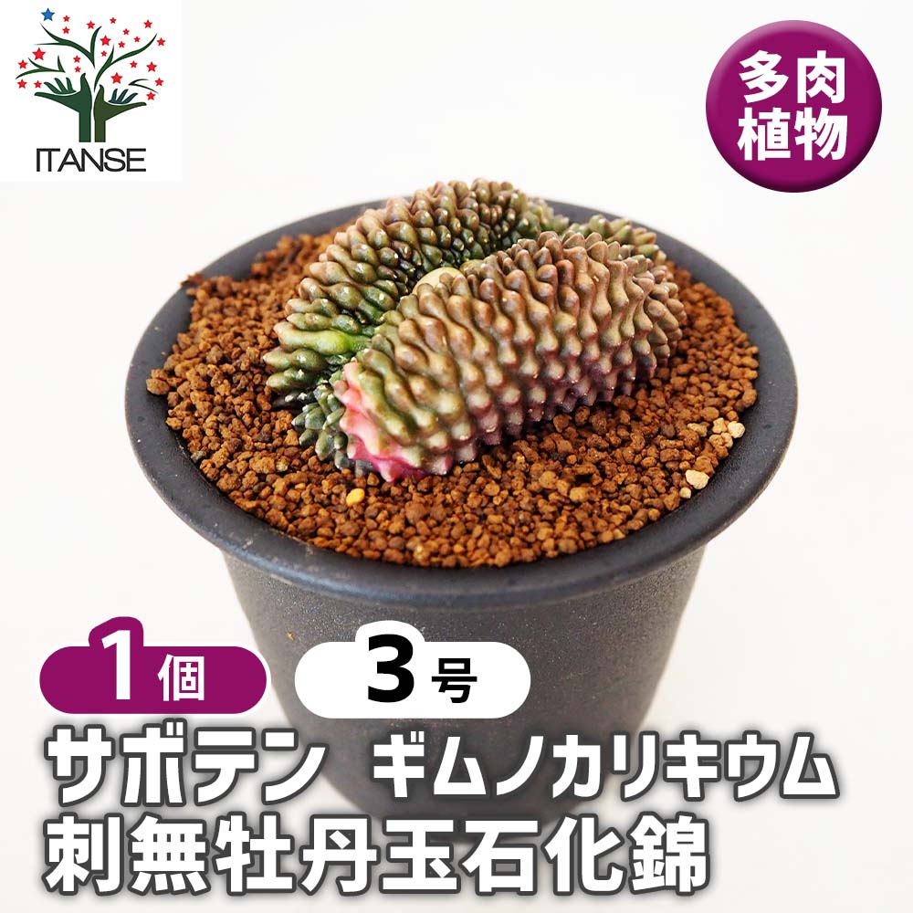 サボテン ギムノカリキウム 刺無牡丹玉石化錦(とげなしぼたんだませっ