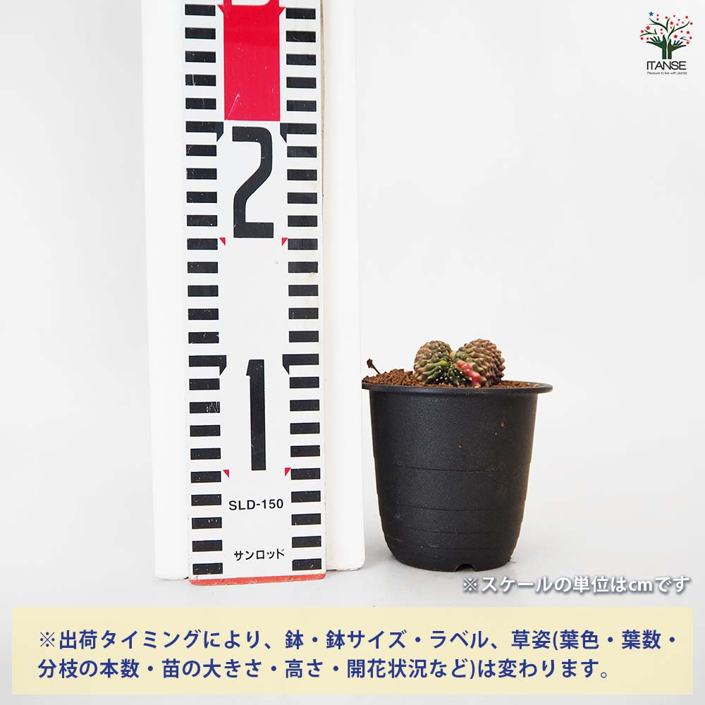 サボテン ギムノカリキウム 刺無牡丹玉石化錦(とげなしぼたんだませっかにしき) 【多肉植物 3号/1個売り】| 【植物のITANSE】全品送料 ...