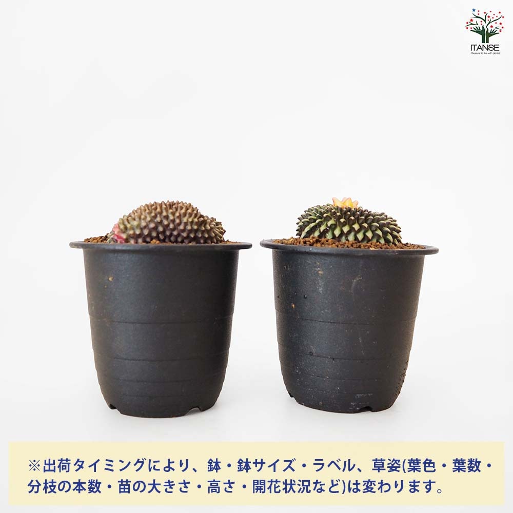 サボテン ギムノカリキウム 刺無牡丹玉石化錦(とげなしぼたんだませっかにしき) 【多肉植物 3号/1個売り】| 【植物のITANSE】全品送料 ...
