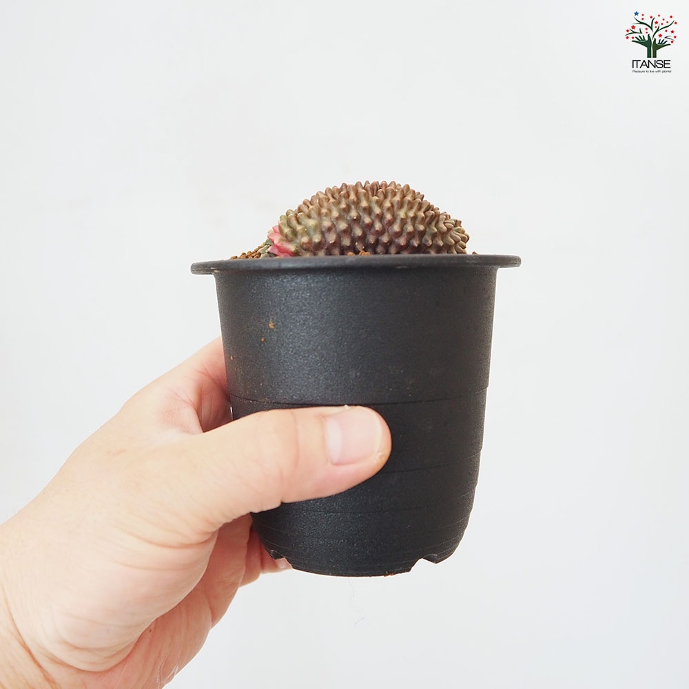 サボテン ギムノカリキウム 刺無牡丹玉石化錦(とげなしぼたんだませっかにしき) 【多肉植物 3号/1個売り】| 【植物のITANSE】全品送料 ...
