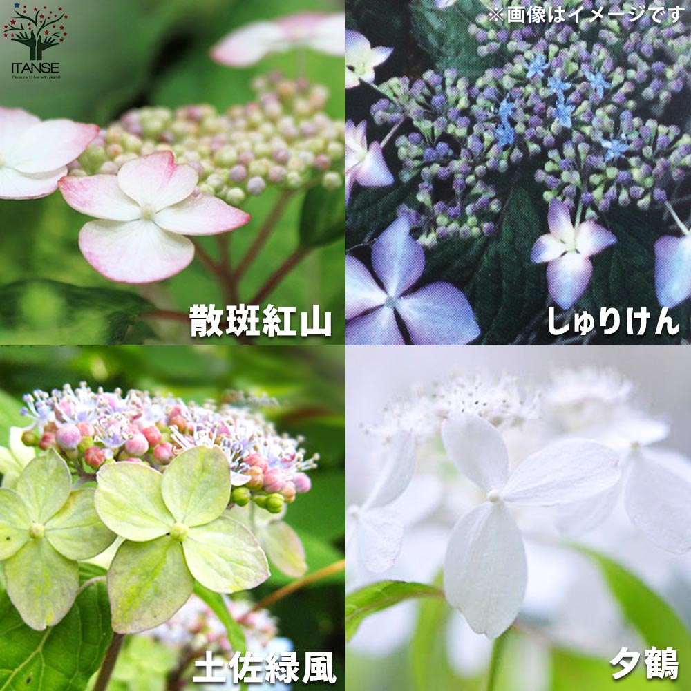 山アジサイ 12品種セット(12種・各1個セット)【花苗 3号／お買い得12個