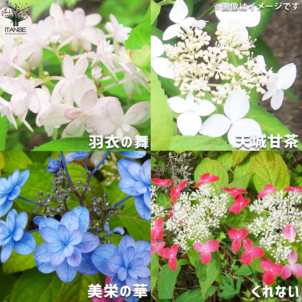 山アジサイ 12品種セット(12種・各1個セット)【花苗 3号／お買い得12個