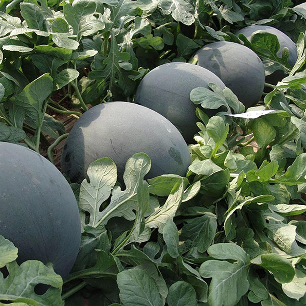 黒皮ジャンボスイカ タヒチ 接ぎ木苗2個～【野菜 接木苗9cmポット】